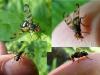Otites porcus